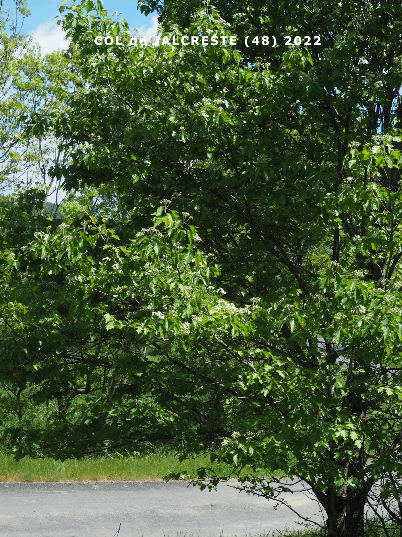 Service Tree, Wild plant